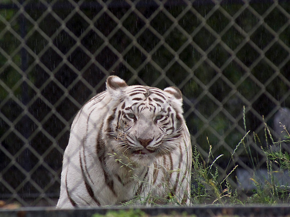 White Bengal Tiger In The Rain