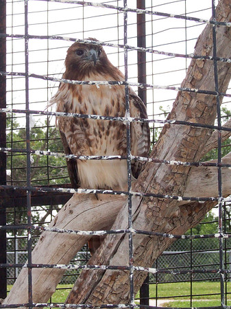 Falcon