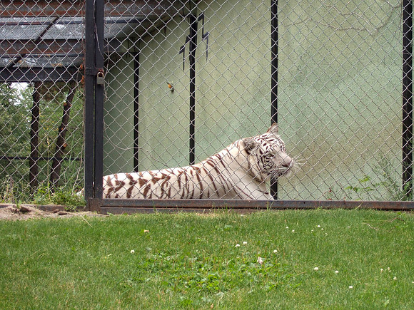 White Bengal Tiger