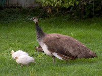 Peacock With Offspring