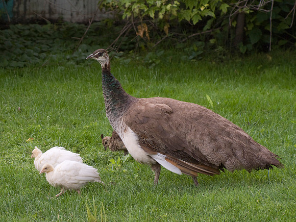 Peacock With Offspring