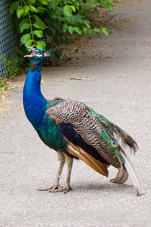 Peacock