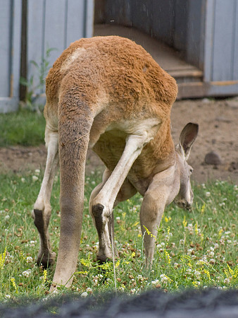 Kangaroos