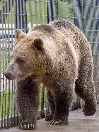 Grizzly Bear