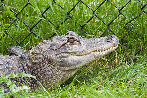 Aligator