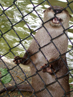 Otters