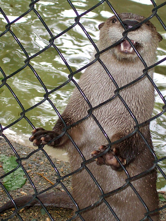 Otters