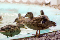 Ducks
