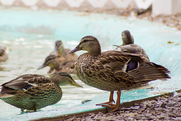 Ducks