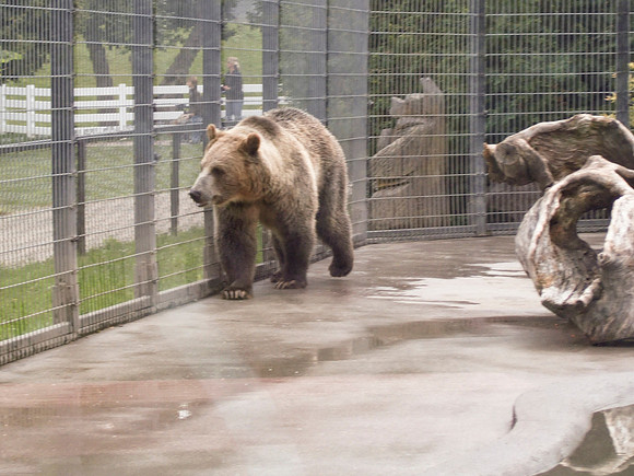 Grizzly Bear