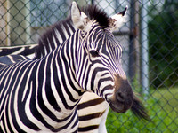 Zebra