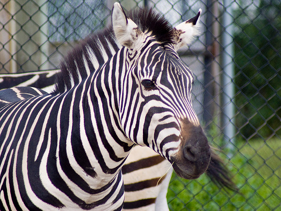 Zebra