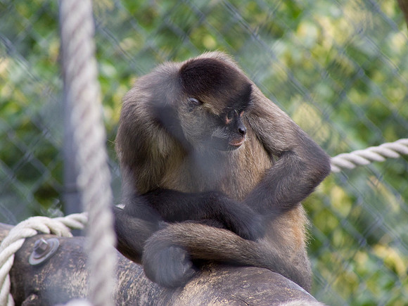 Gibbon Apes