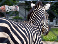 Zebra