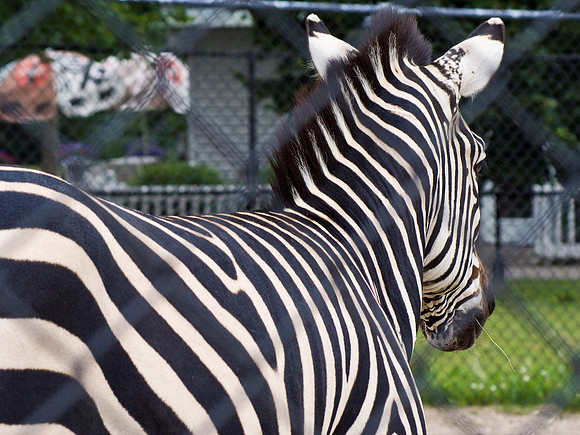 Zebra