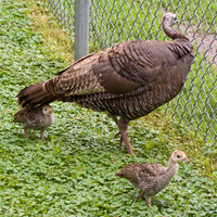 Wild Turkey