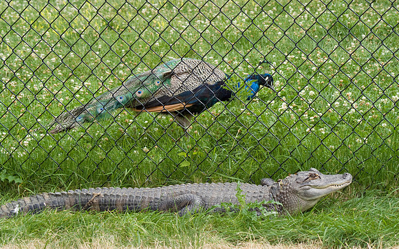 Aligator And Pheasant