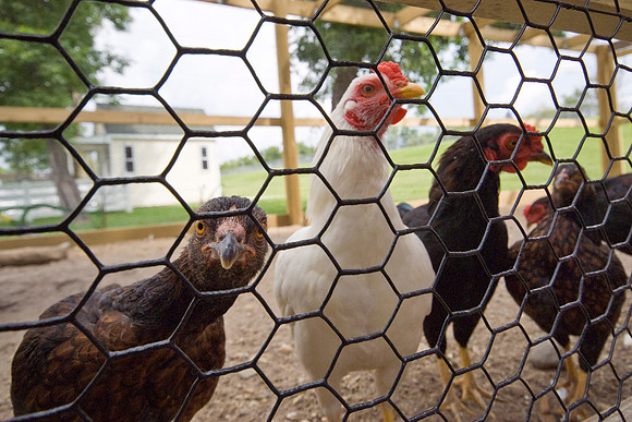 Chickens