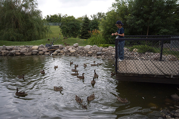 Sean Feeds The Ducks