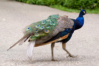 Peacock