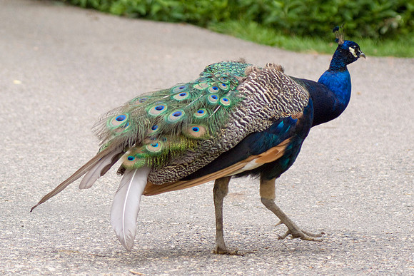 Peacock