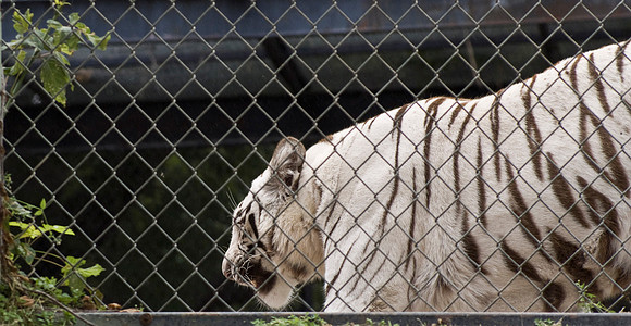 White Bengal Tiger