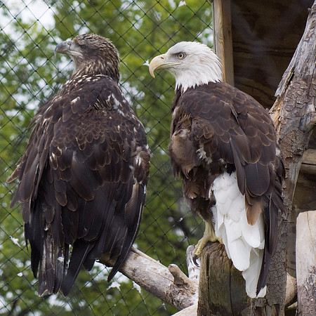 Bald Eagle And Golden Eagle