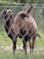 Camel