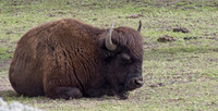 Bison Resting