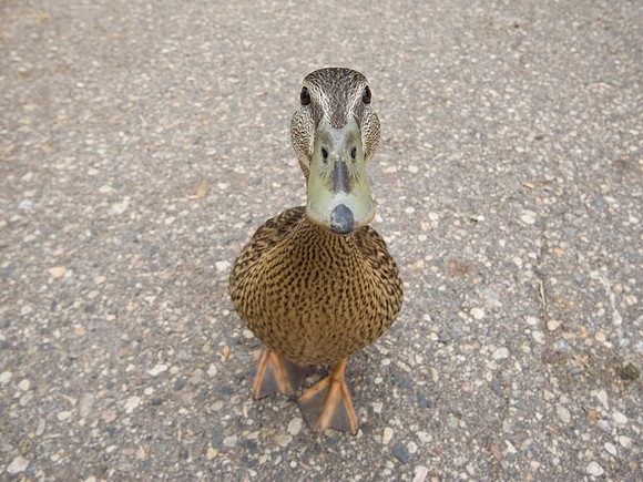 Aggressive Duck