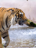 Bengal Tiger