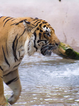 Bengal Tiger