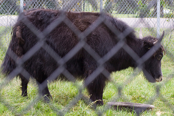 Yak