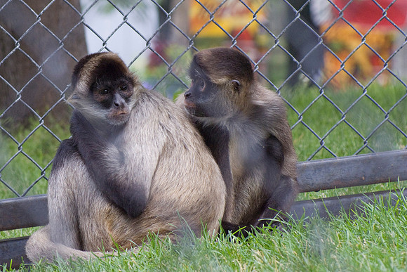 Monkeys