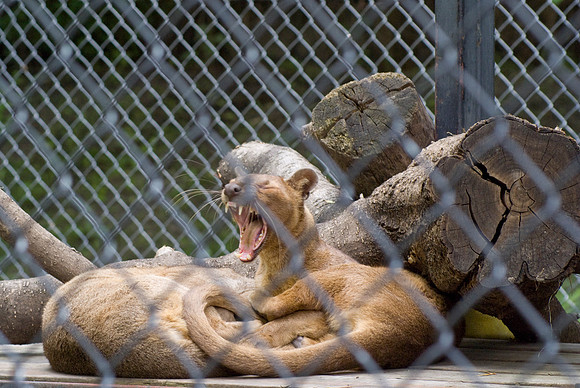 Fossa