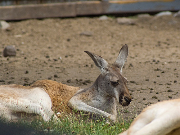 Kangaroos