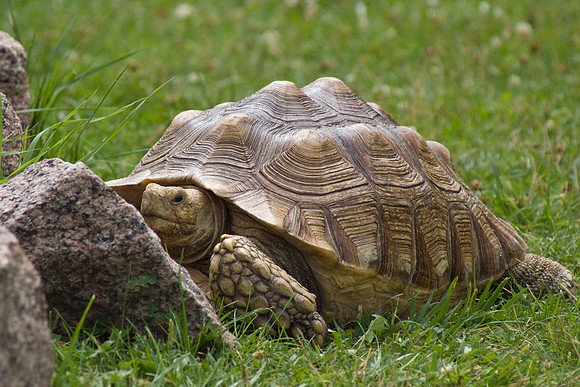 Tortoise