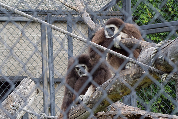 Monkeys