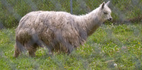 Llama