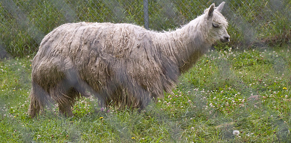 Llama