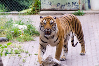 Bengal Tiger