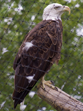Bald Eagle