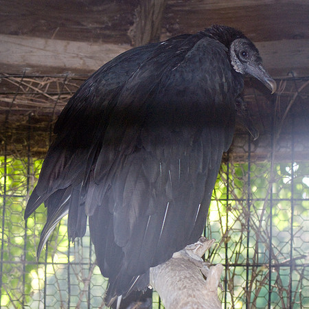 Black Vulture
