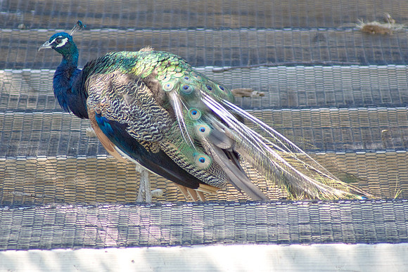 Peacock