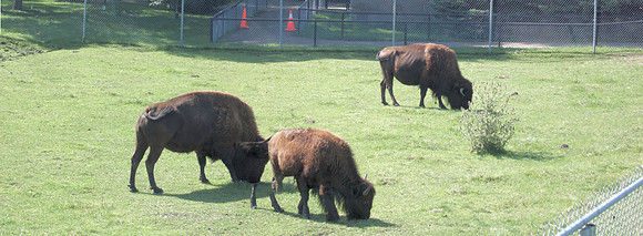 Bison Graze