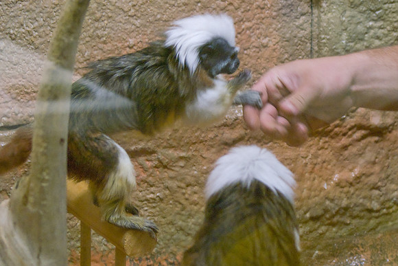 Tamarin