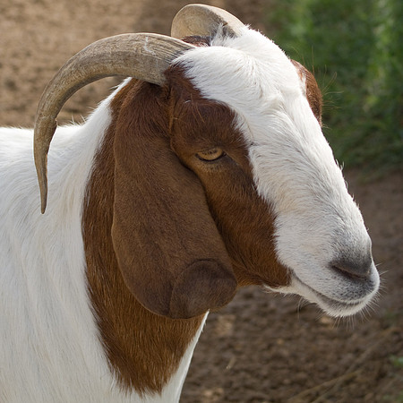 Bob The Goat