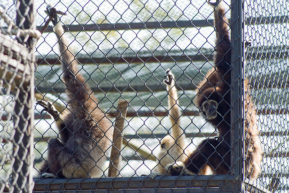 Gibbons: Hands Up, Who Likes Me?
