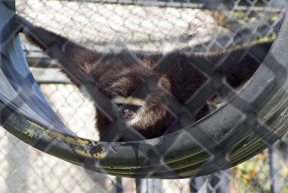 Gibbon In Hanging Tire