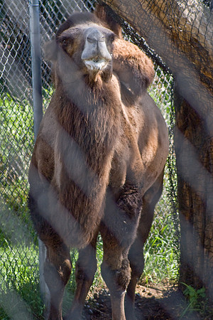 Bactrian Camel